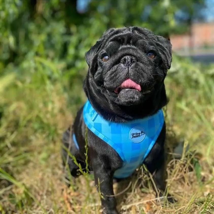 Adjustable Dog Harness Blue Skies