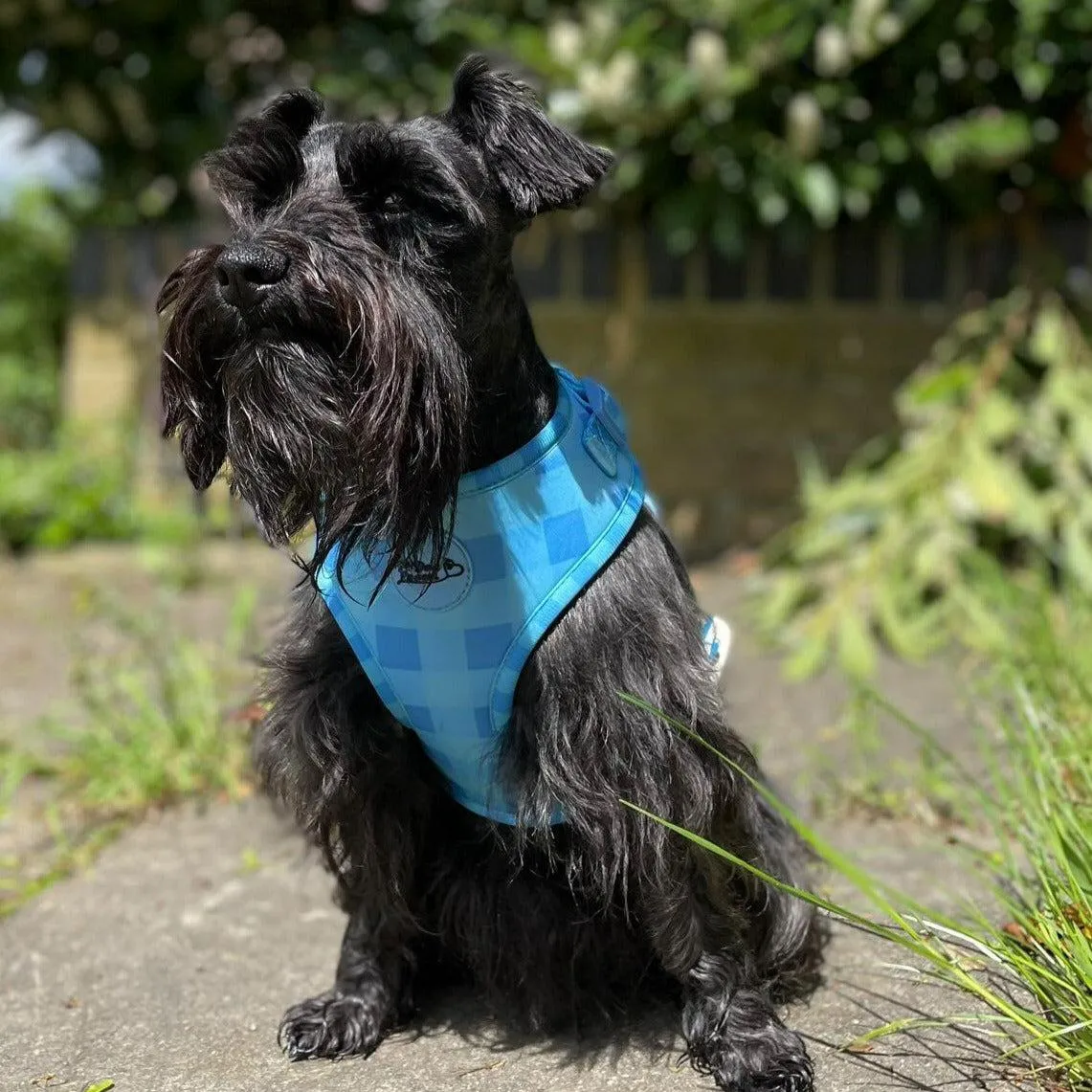 Adjustable Dog Harness Blue Skies