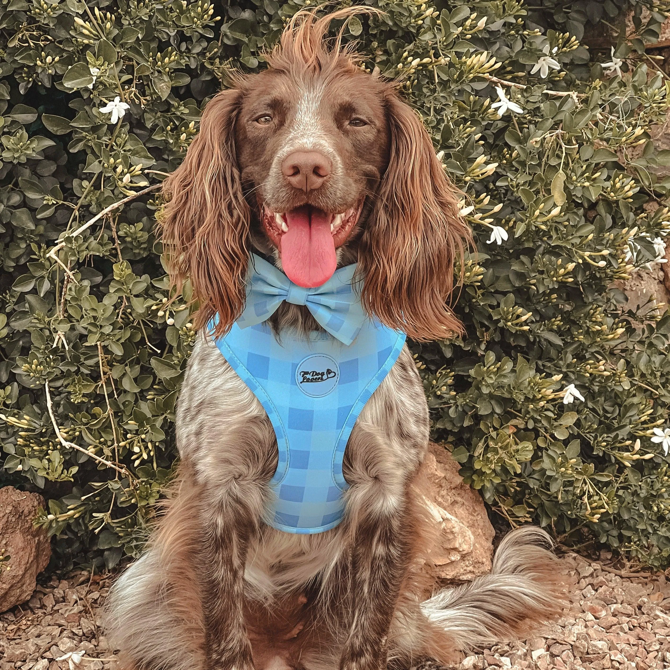 Adjustable Dog Harness Blue Skies
