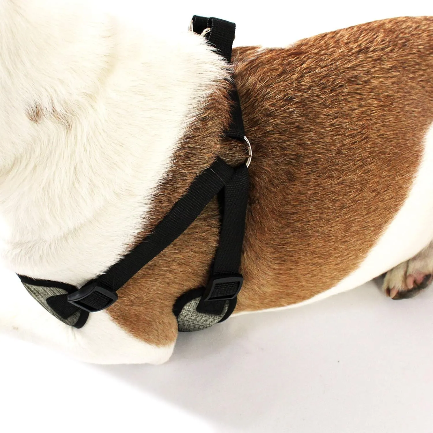 AKC Premium Padded Step-in Dog Harness  Soft Comfort Fit with Dual D-Ring No Pull Control  Small, Medium, Large  Blue, Gray, Green, Tan
