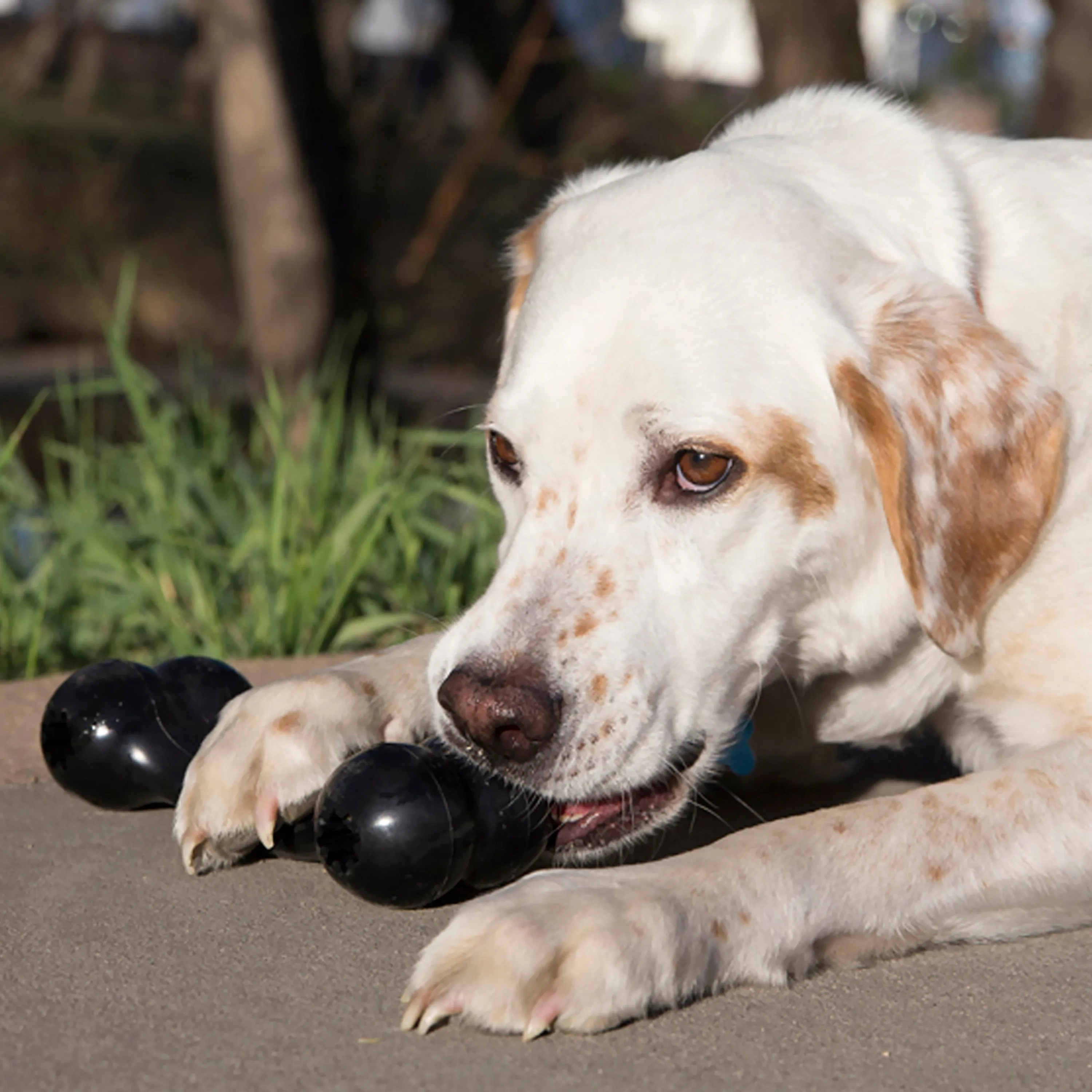 KONG GOODIE BONE EXTREME