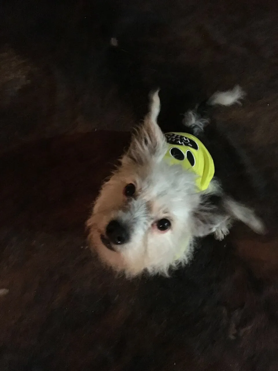 Parisian Pet Mommy's Boy Embroidered Tshirt