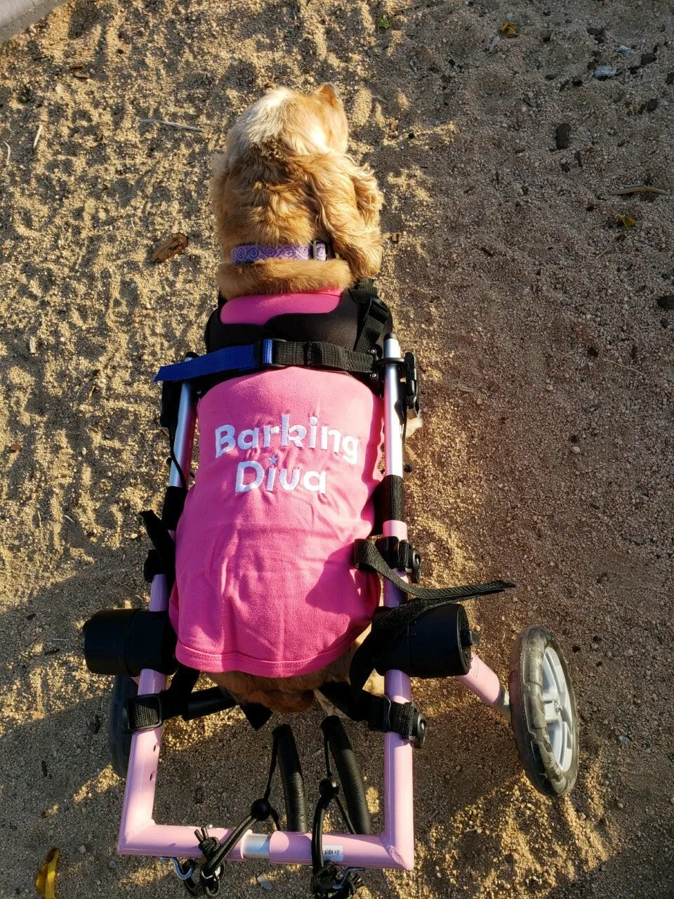 Parisian Pet Size Matters Embroidered Tshirt