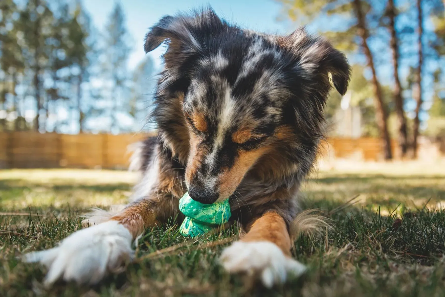 Ruffwear Toadstool™ Chew Resistant Treat Dispensing Dog Toy (Blue Prism)